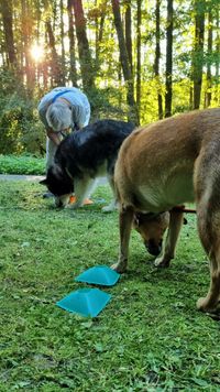 Rentner Walk - Futtersuche